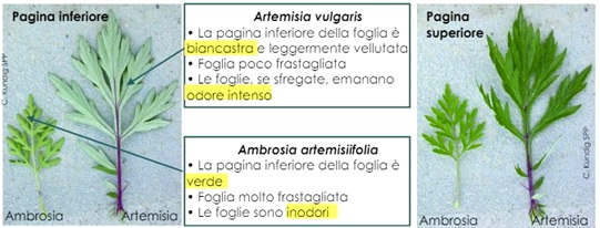 ambrosia